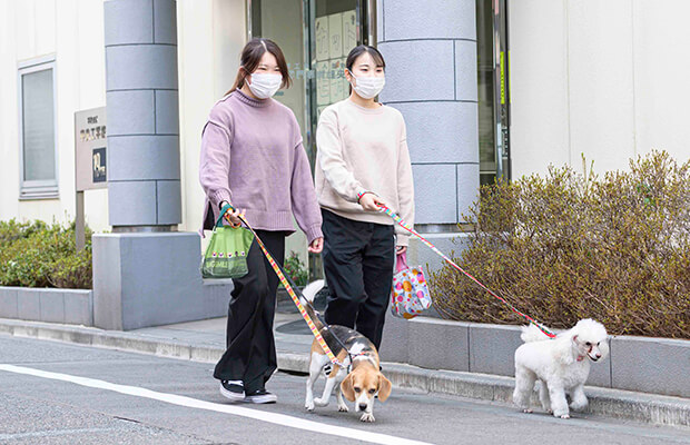 犬の散歩トレーニング