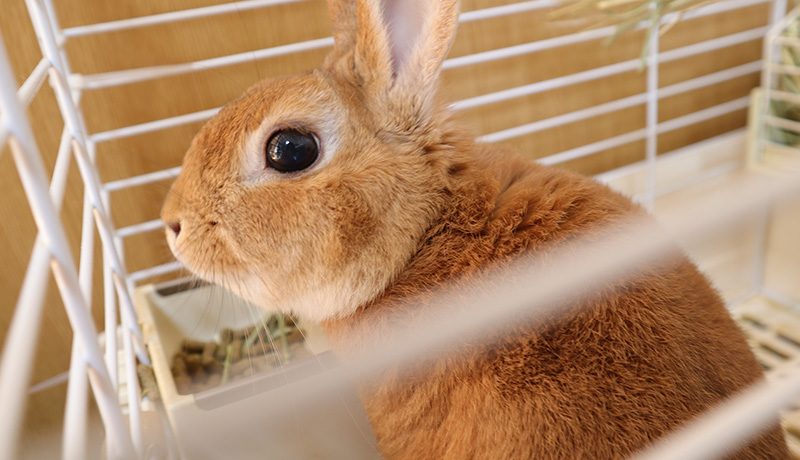 飼う前に知っておきたいウサギの特徴について Animal Lab アニラボ