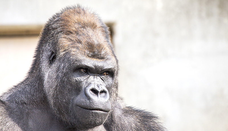 動物園でイケメンと話題に 可愛くてかっこいい動物3選 Animal Lab アニラボ