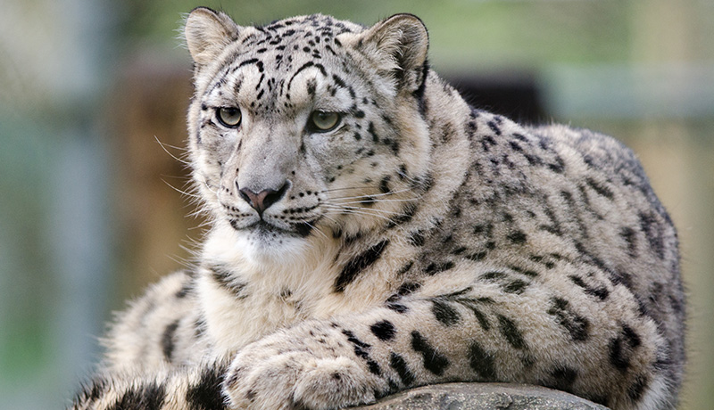 動物園でイケメンと話題に 可愛くてかっこいい動物3選 Animal Lab アニラボ