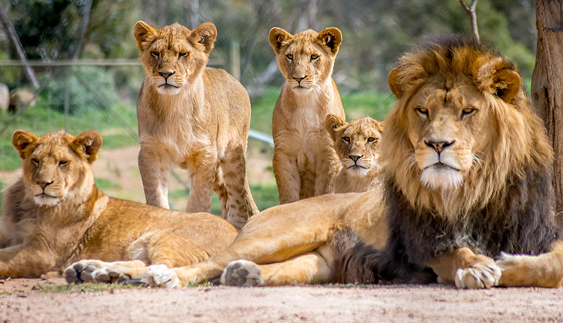 ライオンが 百獣の王 と呼ばれる理由とは Animal Lab アニラボ