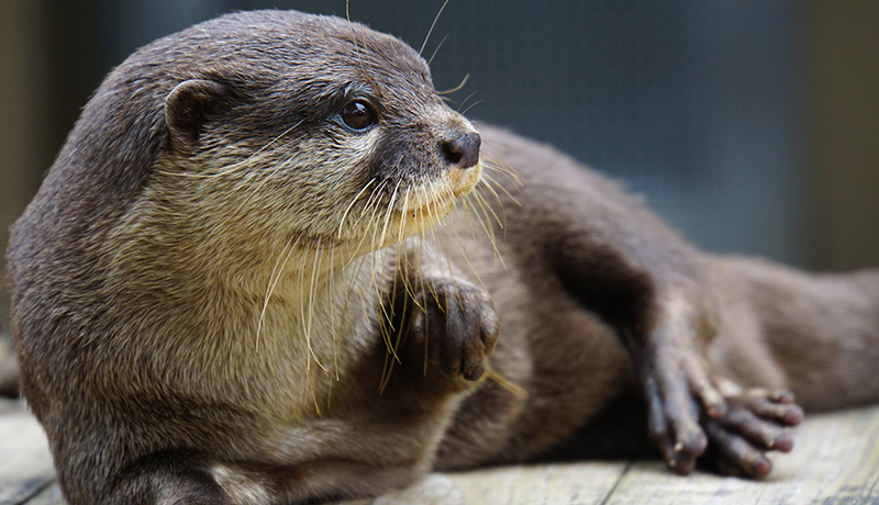 人気沸騰 コツメカワウソの生態と飼うときの注意点 Animal Lab アニラボ