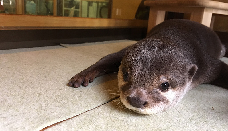 ライオンが 百獣の王 と呼ばれる理由とは Animal Lab アニラボ