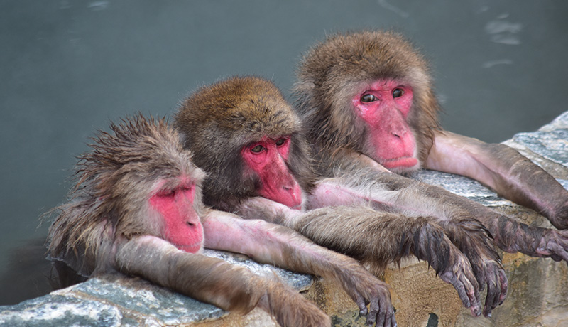 お風呂好き 猿が温泉に入る理由 Animal Lab アニラボ