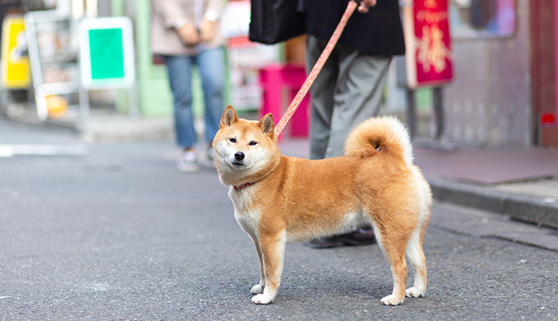 台湾で柴犬が人気急上昇 Animal Lab アニラボ