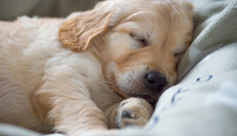 [新しいコレクション] 癒される犬 247296癒される犬種