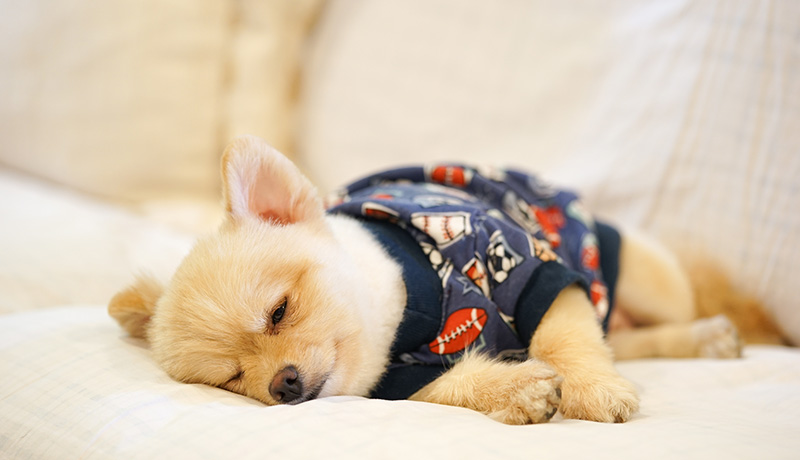 犬も夢を見る 睡眠中の寝相や寝言について Animal Lab アニラボ
