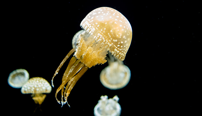 思わぬところに危険が 海遊びの時に注意したい生物 Animal Lab アニラボ