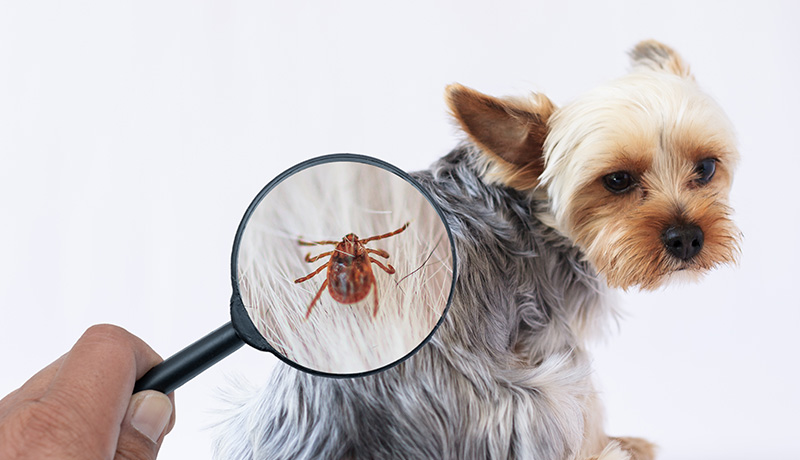 要注意 ペットの虫よけについて考えよう Animal Lab アニラボ