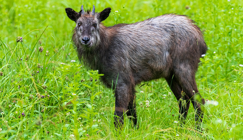 日光 に しか いない 動物