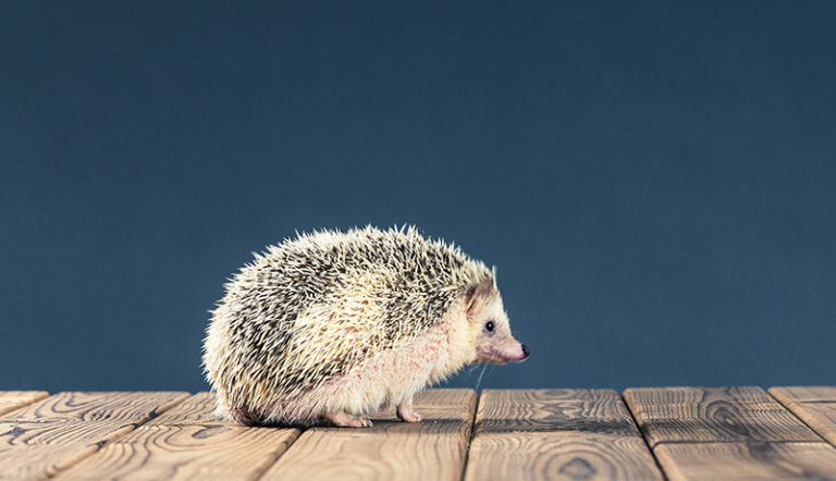 ハリネズミは良いペットですか?