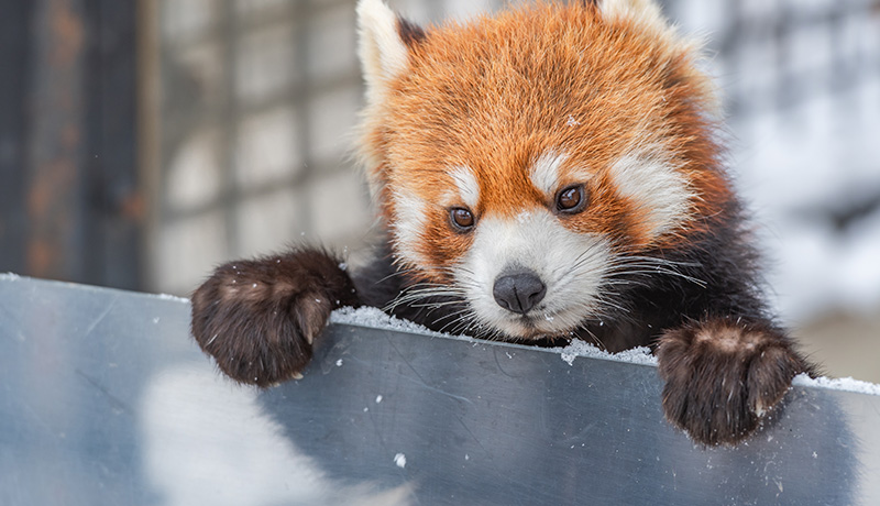 冬にしか見ることができない動物の姿もある