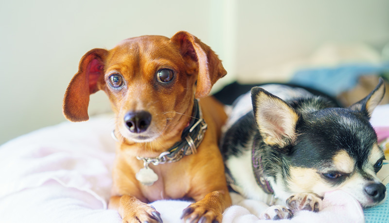 犬 の 上下 関係 多頭 飼い