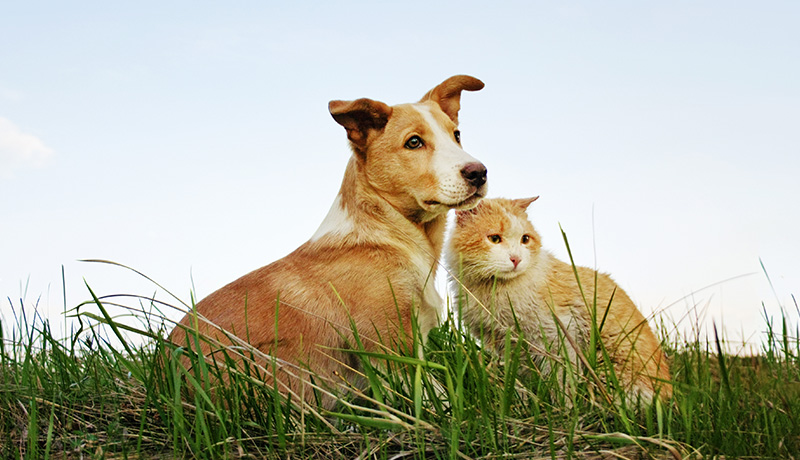 犬と猫の祖先は同じ?! 太古の動物「ミアキス」 animal lab(アニラボ)