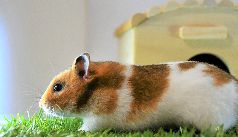 ペット初心者にも大人気！ ゴールデンハムスターの特徴や飼育の注意点