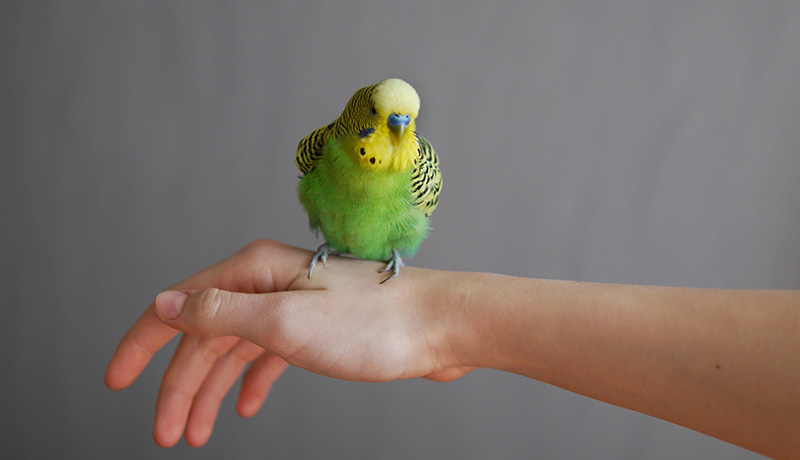 人に懐きやすい小鳥の種類と懐いてもらうポイントについて Animal Lab アニラボ