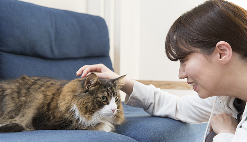 もはやミニライオン 大型猫の魅力と種類について Animal Lab アニラボ