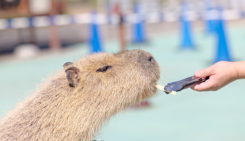 かわいい動物たちをモフモフできる ふれあい動物園 について Animal Lab アニラボ