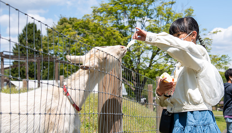 かわいい動物たちをモフモフできる ふれあい動物園 について Animal Lab アニラボ