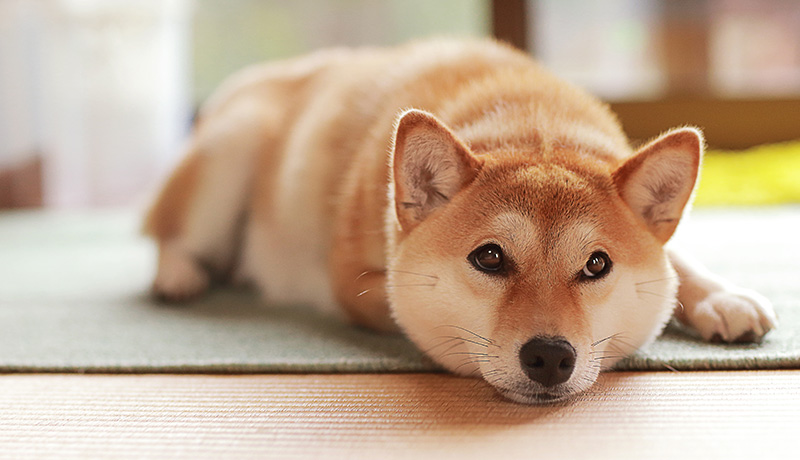 初心者が飼うのは難しい 日本犬の種類と性格とは Animal Lab アニラボ