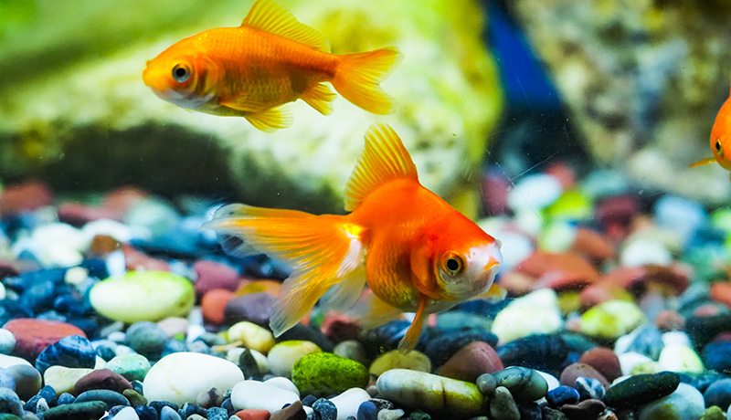 大きな水槽で飼うと金魚も大きく成長する って本当 Animal Lab アニラボ
