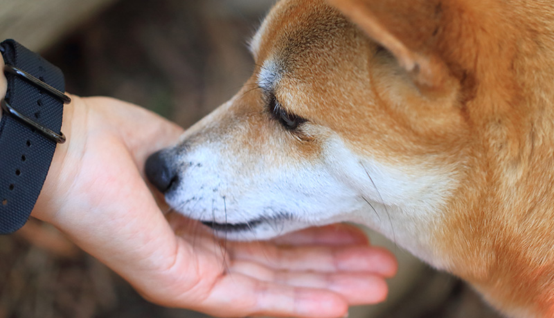 日本犬をお迎えする際の注意点