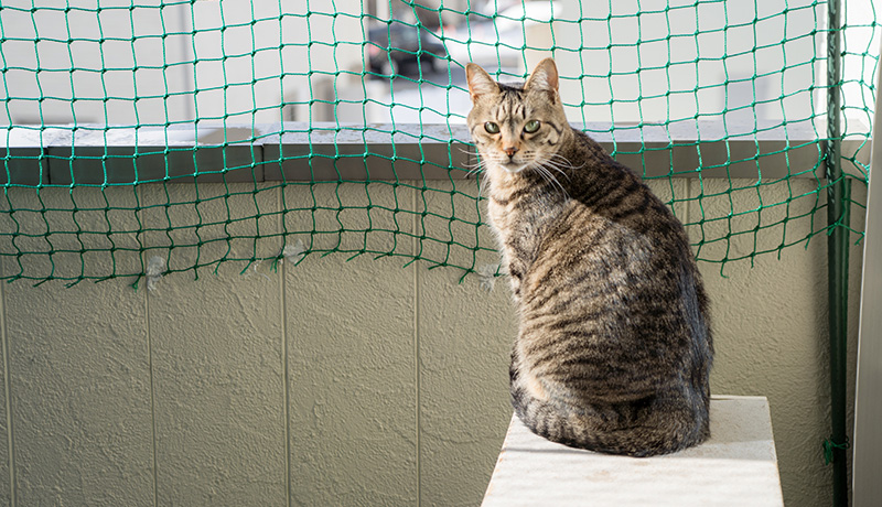 うっかり逃げてしまうことも！ 猫の脱走を防ぐには？