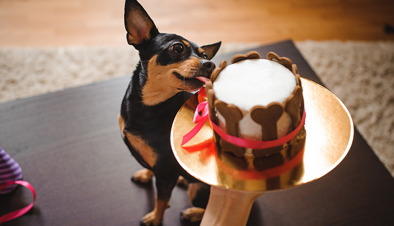 愛犬の誕生日を祝う際の注意点