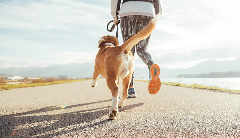 愛犬におすすめのダイエット方法2・運動を変える