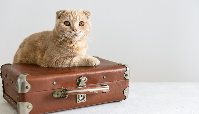 飼い主の留守時は、何日までなら一匹でお留守番ができる