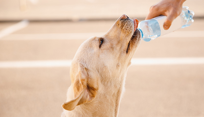 犬に与えてもOKな飲み物