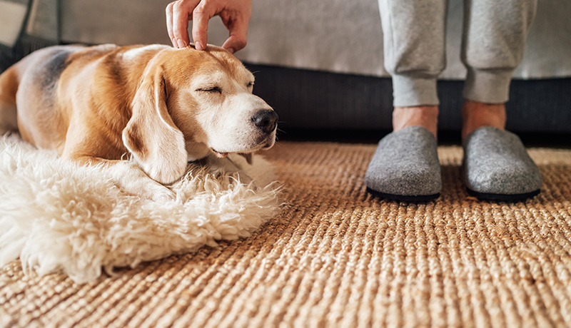 シーンに応じた床材を！ 設置で変わる愛犬の快適性