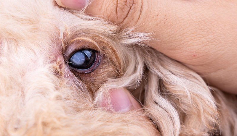 もし愛犬が白内障になってしまったら