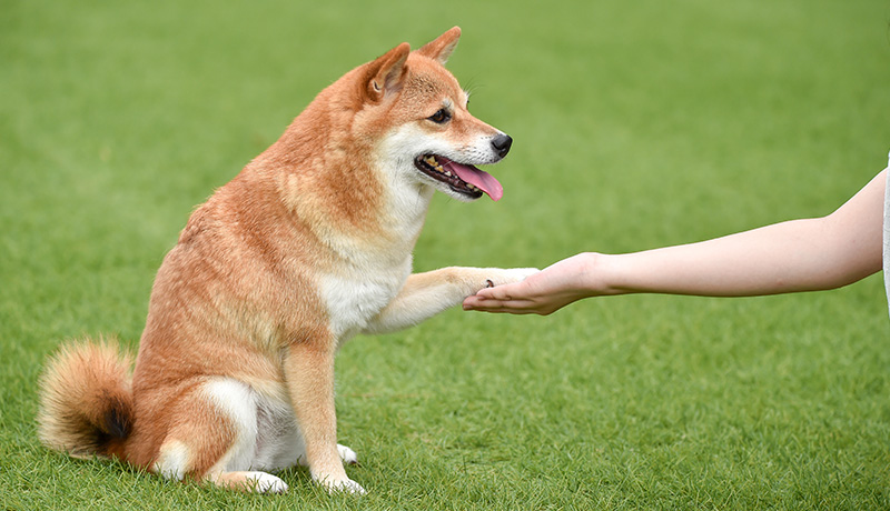 愛犬をしつけきれないと感じたらドッグトレーナーを頼ろう