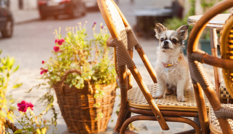 ルールを守って愛犬とすてきな時間を