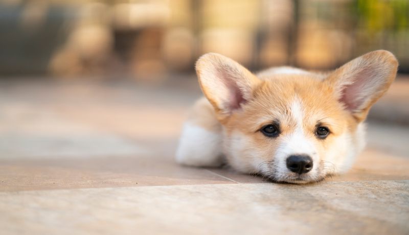 犬の外飼い・室内飼いの選び方