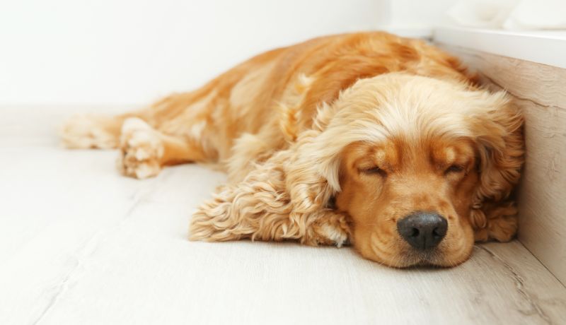 ベストな方法で抜け毛をお手入れ！ 愛犬と気持ちのいい生活を