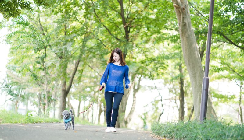 いざと言うときの命綱！ 愛犬にあわせた選択を