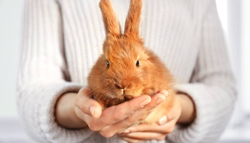 ペットを飼うときの注意点は