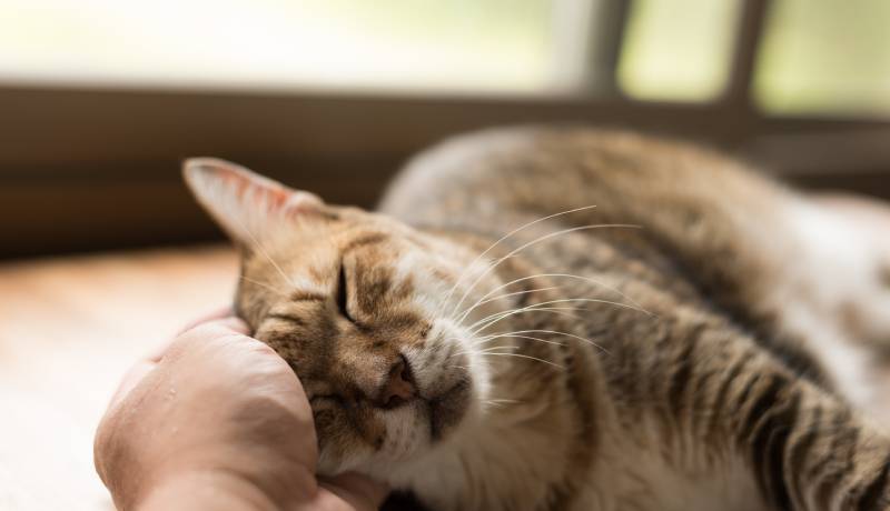 愛猫の日頃の健康管理と適度な食事・運動を心がけよう