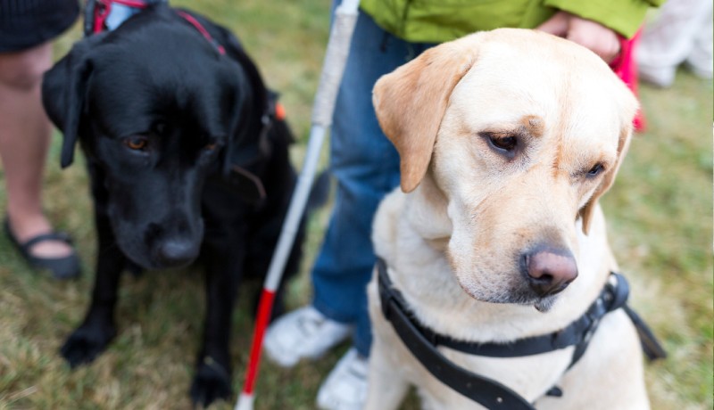 盲導犬は人の大切なパートナー