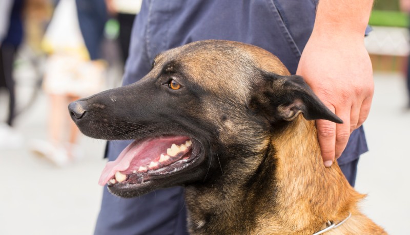 警察犬は厳しいトレーニングを乗り越えたエリートぞろい