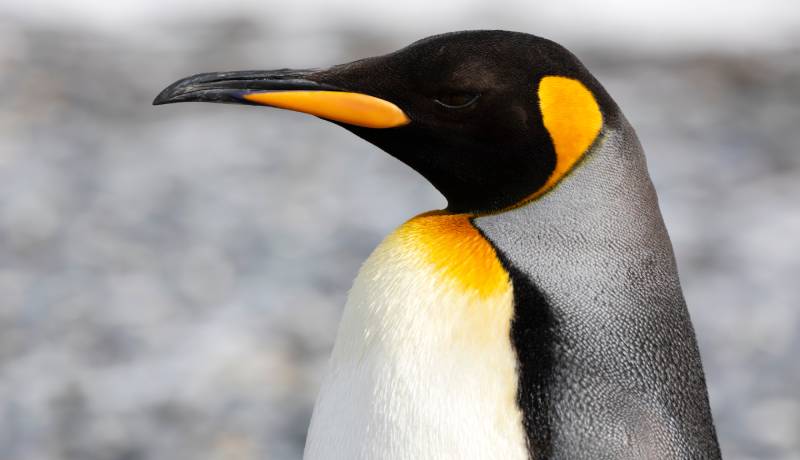 ペンギンと環境の関係