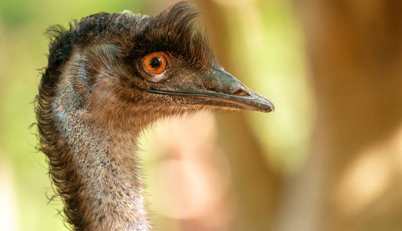 恐竜に近い現存の鳥たち