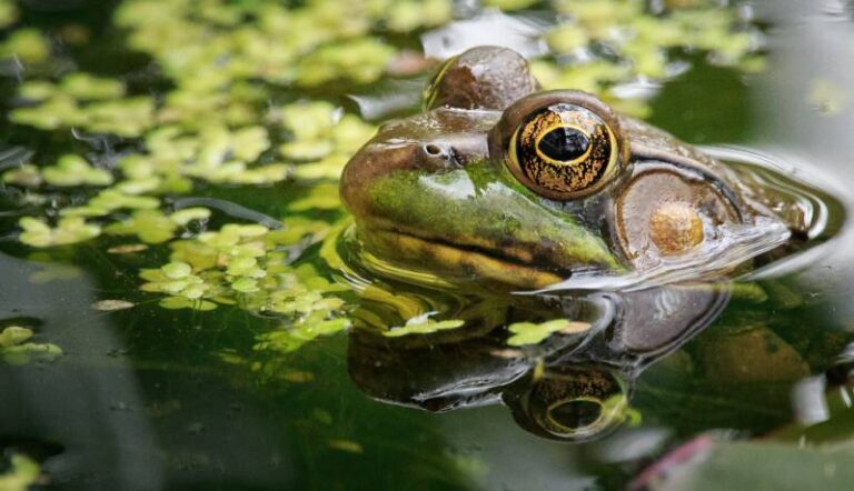 両生類ってどんな生き物? 特徴や生態、爬虫類との違いについて | animal lab(アニラボ)