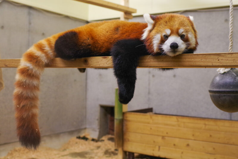 動物園へレッサーパンダを見に行こう