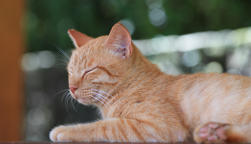 猫 の 室内 飼い は 絶対 に やめて ください