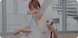 愛犬美容科（2年制）愛犬美容研究科（3年制）