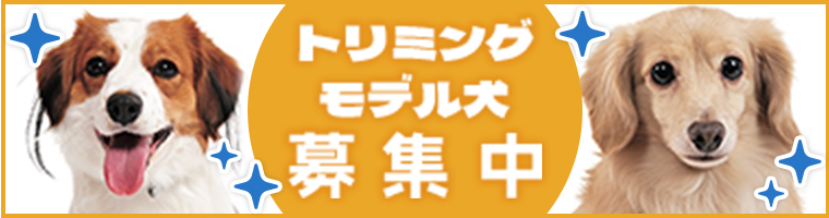 トリミングモデル犬募集