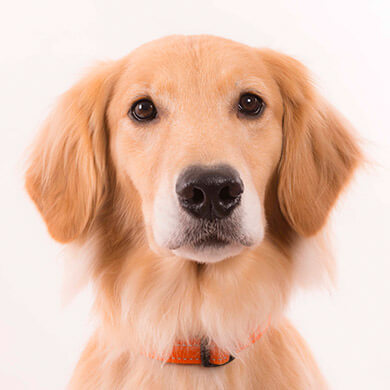 校有動物のご紹介